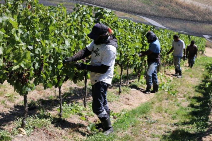 The social benefits of seasonal worker programmes