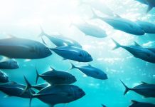 WCPO countries getting greater share of skipjack tuna: SPC assessment