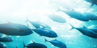WCPO countries getting greater share of skipjack tuna: SPC assessment