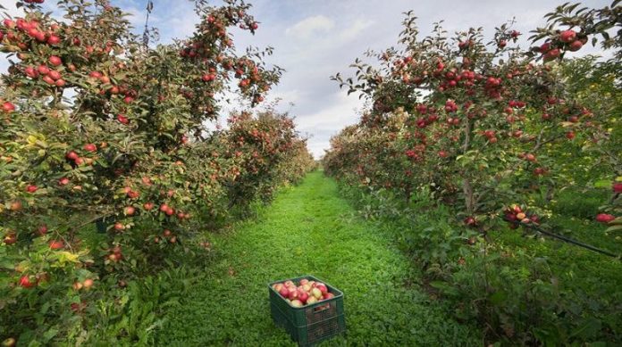 Pacific workers face deportation despite probe into their employer