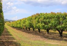 Vanuatu government launches inquiry into labour schemes after testimony from workers in Australia