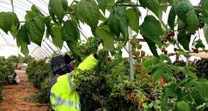 Community activist decries ‘outrageous’ deductions to seasonal worker salaries in Australia