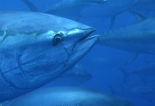 Fourth round of UN talks fail to finalise a treaty to manage the high seas