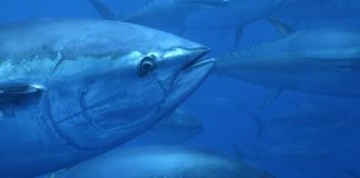 Fourth round of UN talks fail to finalise a treaty to manage the high seas