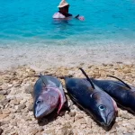 Fisheries and climate change: A Pacific perspective