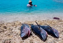 Fisheries and climate change: A Pacific perspective
