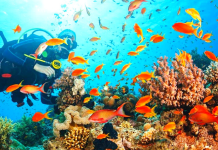 High seas treaty talks fail to reach a deal