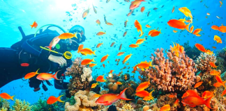 High seas treaty talks fail to reach a deal
