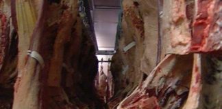 Pacific meatworkers allege exploitation in Australia