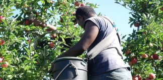 Australian labour-hire firms leaving seasonal workers with $100 a week after deductions not appropriate, minister says