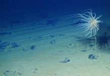 To protect vast area of Pacific Ocean from seabed mining, International body should strengthen rules