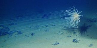 To protect vast area of Pacific Ocean from seabed mining, International body should strengthen rules