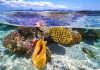 Our Ocean Conference in Palau to highlight role of Pacific in ocean protection