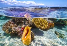 Our Ocean Conference in Palau to highlight role of Pacific in ocean protection