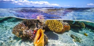 UN Ocean Conference 2022: ‘Fleet’ of solutions to be launched