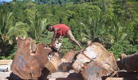 Felled by its own Failures – How Australia’s inaction to reform logging in the Solomon Islands has let China in
