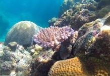 Pacific Elders’ Voice statement on Oceans