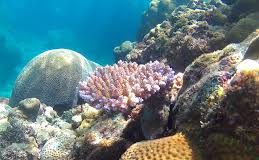 Pacific Elders’ Voice statement on Oceans