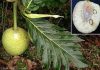 Cook Islands retrace its breadfruit roots