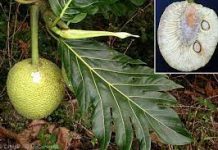 Cook Islands retrace its breadfruit roots