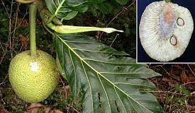 Cook Islands retrace its breadfruit roots