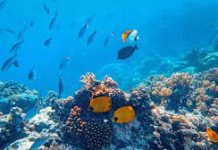 Opinion: To Solve Climate Change, Dive Into the Power of the Ocean