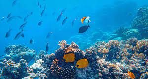 Opinion: To Solve Climate Change, Dive Into the Power of the Ocean