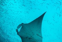 Palau readies for Our Oceans conference