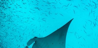 Palau readies for Our Oceans conference
