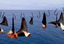 MSC orders inquiry into shark finning on tuna vessels in the Pacific