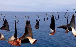 MSC orders inquiry into shark finning on tuna vessels in the Pacific