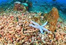 Oceans are hotter, higher and more acidic, climate report warns