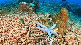 Oceans are hotter, higher and more acidic, climate report warns