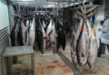 Fisheries experts give inspiration to Pacific youth on World Tuna Day