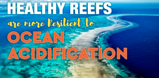 UN Ocean Conference 2022: Our ocean health sits within our hands
