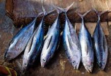 Strengthening Solomon Islands’ fisheries for a more sustainable future