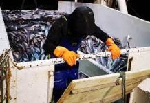 Hundreds of workers flown home to Pacific despite NZ fishing firms’ pleas