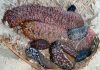 Fiji introduces sustainable management model for sea cucumber/beche de mer