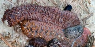 Fiji introduces sustainable management model for sea cucumber/beche de mer