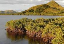 Global awareness critical to protect world’s mangroves: UN science chief