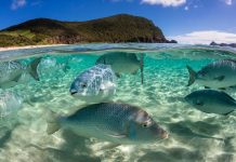 Conference opens to draft first-ever treaty on ocean’s biological diversity