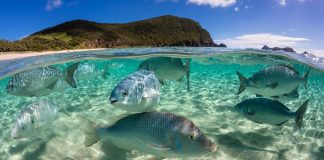 Conference opens to draft first-ever treaty on ocean’s biological diversity