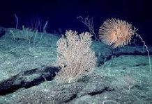 ‘We are not ready’: Divisions deepen over rush to finalise deep sea mining rules
