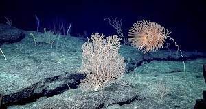 ‘We are not ready’: Divisions deepen over rush to finalise deep sea mining rules