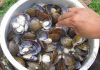 Unverified report of illness linked to mussels from Fiji being sold in NZ