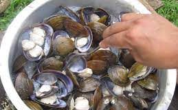 Unverified report of illness linked to mussels from Fiji being sold in NZ