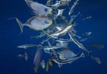 UN member states meet in New York to hammer out high seas treaty