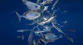 UN member states meet in New York to hammer out high seas treaty