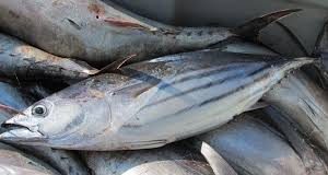 Kiribati to host 19th Regional Fisheries Forum Meeting
