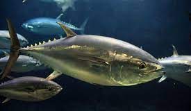 Pacific to start controlling its supply of tuna and dictating its own price: FCC chair